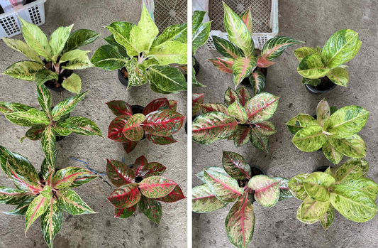 Packing Aglaonema plants for USA and Canada delivery