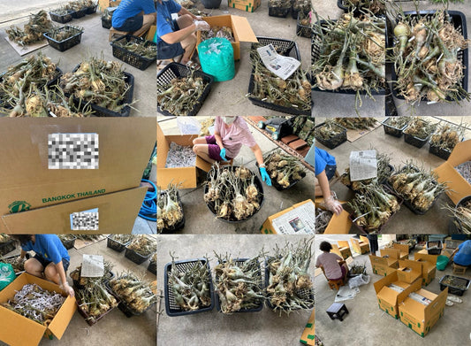 Desert Rose and Crown of Thorns Bulk Orders