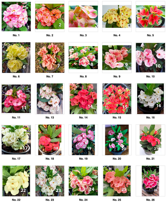 Crown of Thorns - Standard Flowers Catalog
