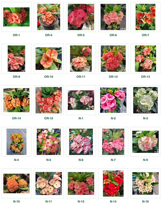 Crown of Thorns - Premium Flowers Catalog