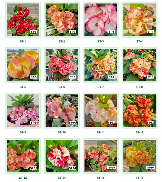 Crown of Thorns - Premium Flowers Catalog (NEW!!UPDATE 2026)