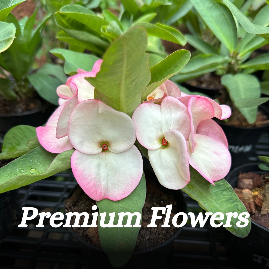 Euphorbia milii Premium Flowers