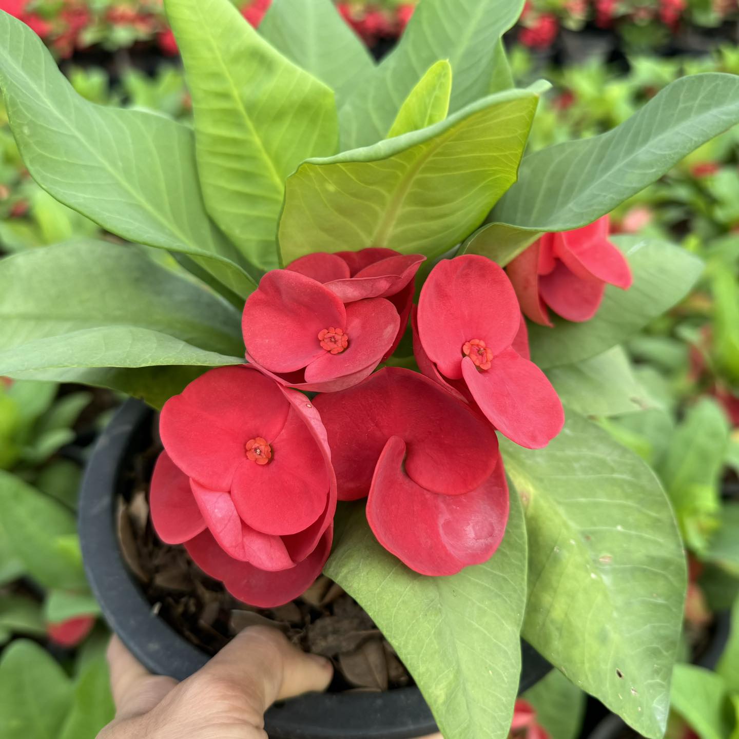 Euphorbia milii Standard Flowers