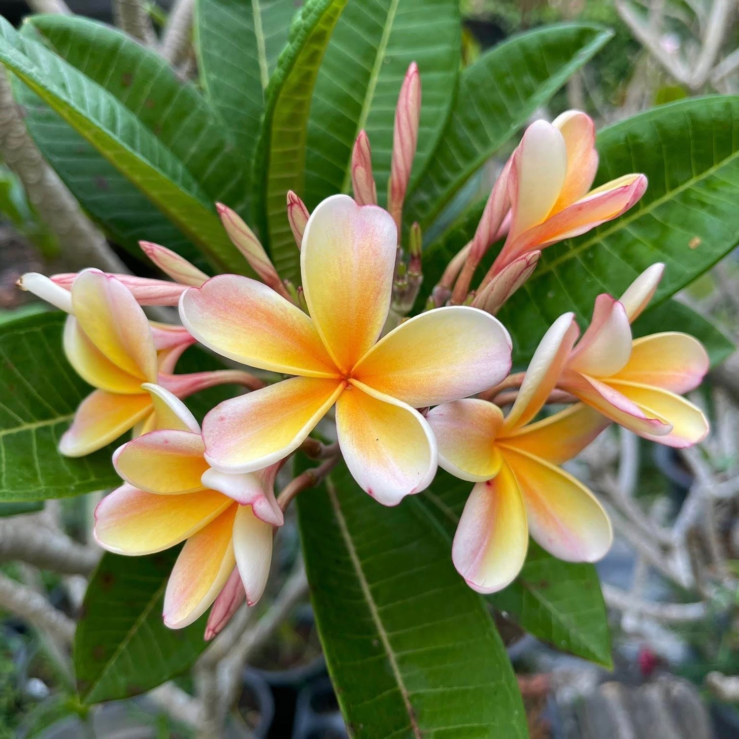 Plumeria Tropical Plants Nursery Thailand