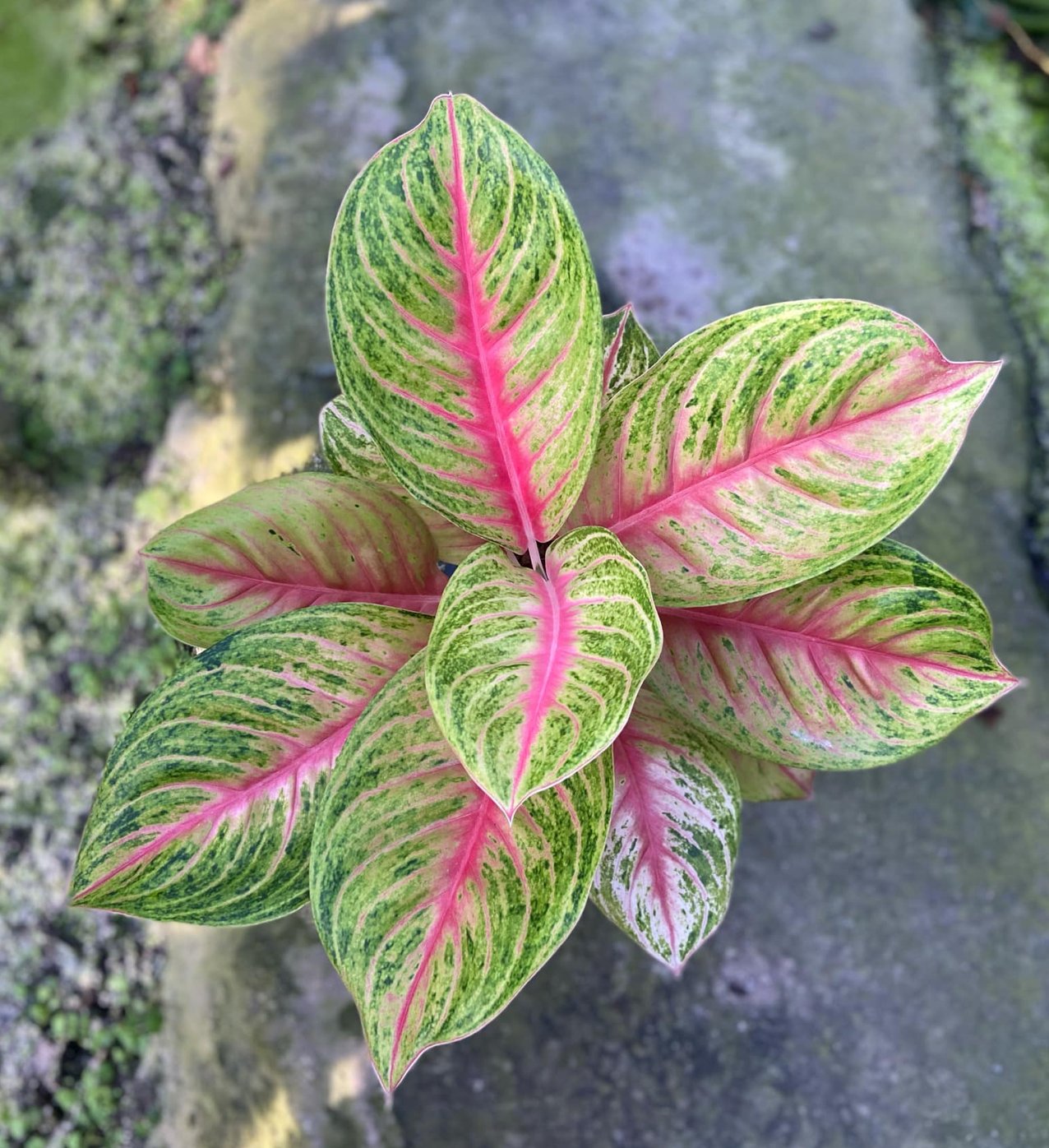 Explore our collection of rare Aglaonema plants from Thailand. Shipped bare rooted with full documentation, best for houseplant collectors and retailers. Global shipping available.