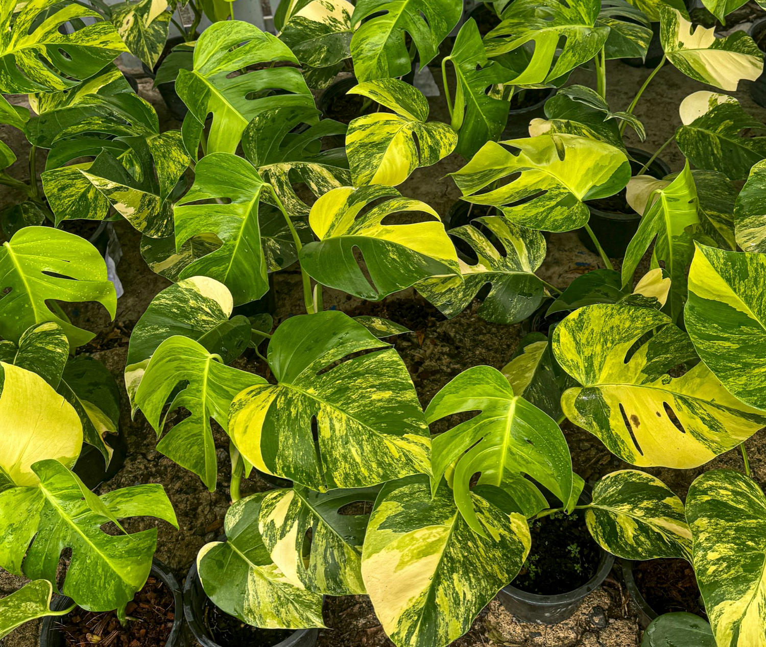 variegated plants for sale