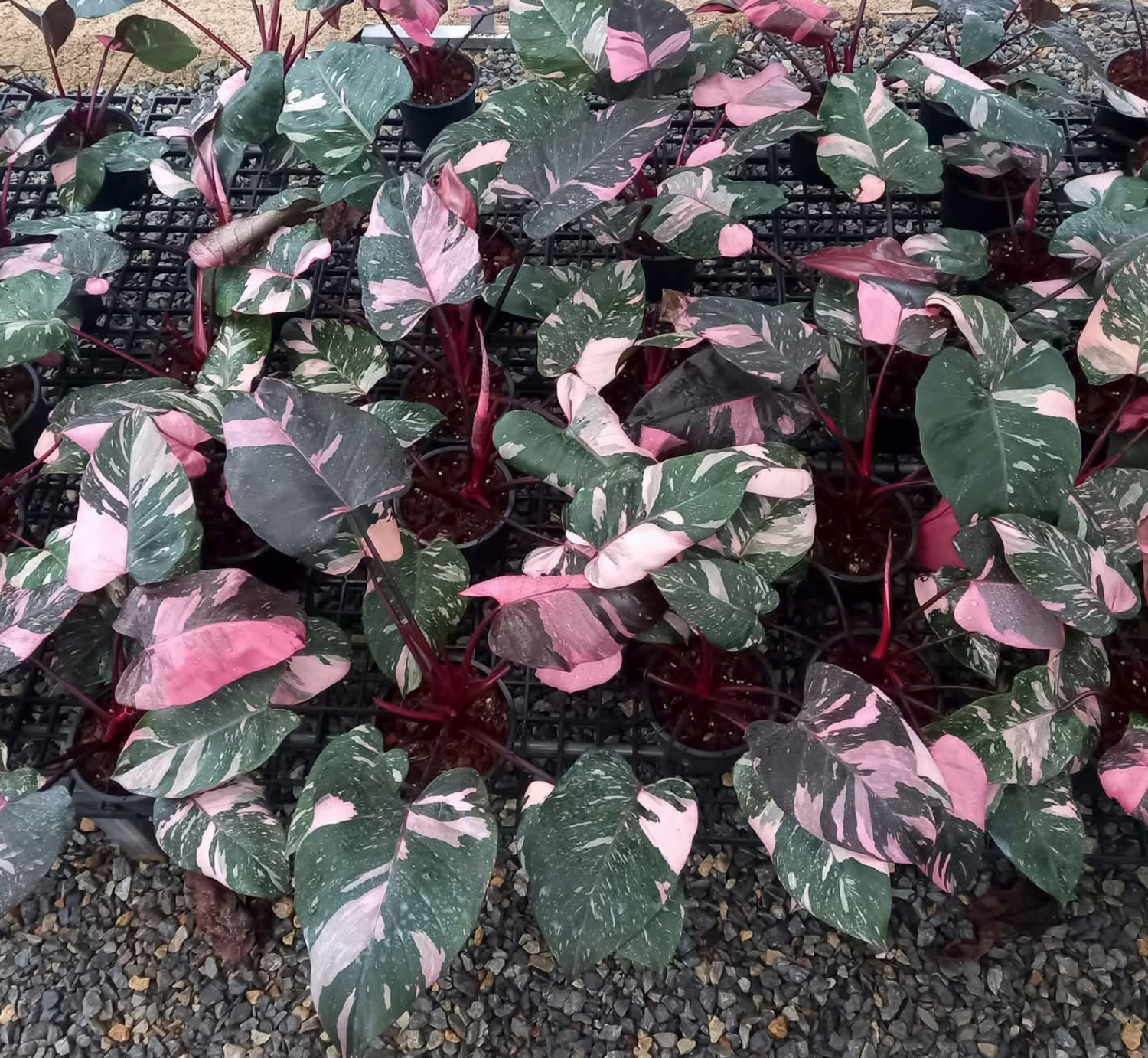 Variegated Philodendron Collection