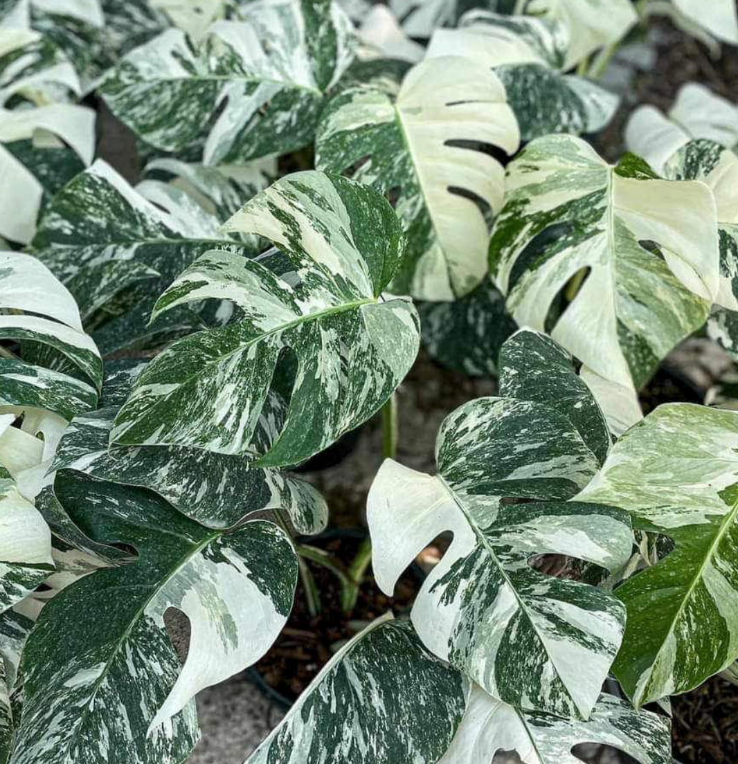Variegated Monstera Collection