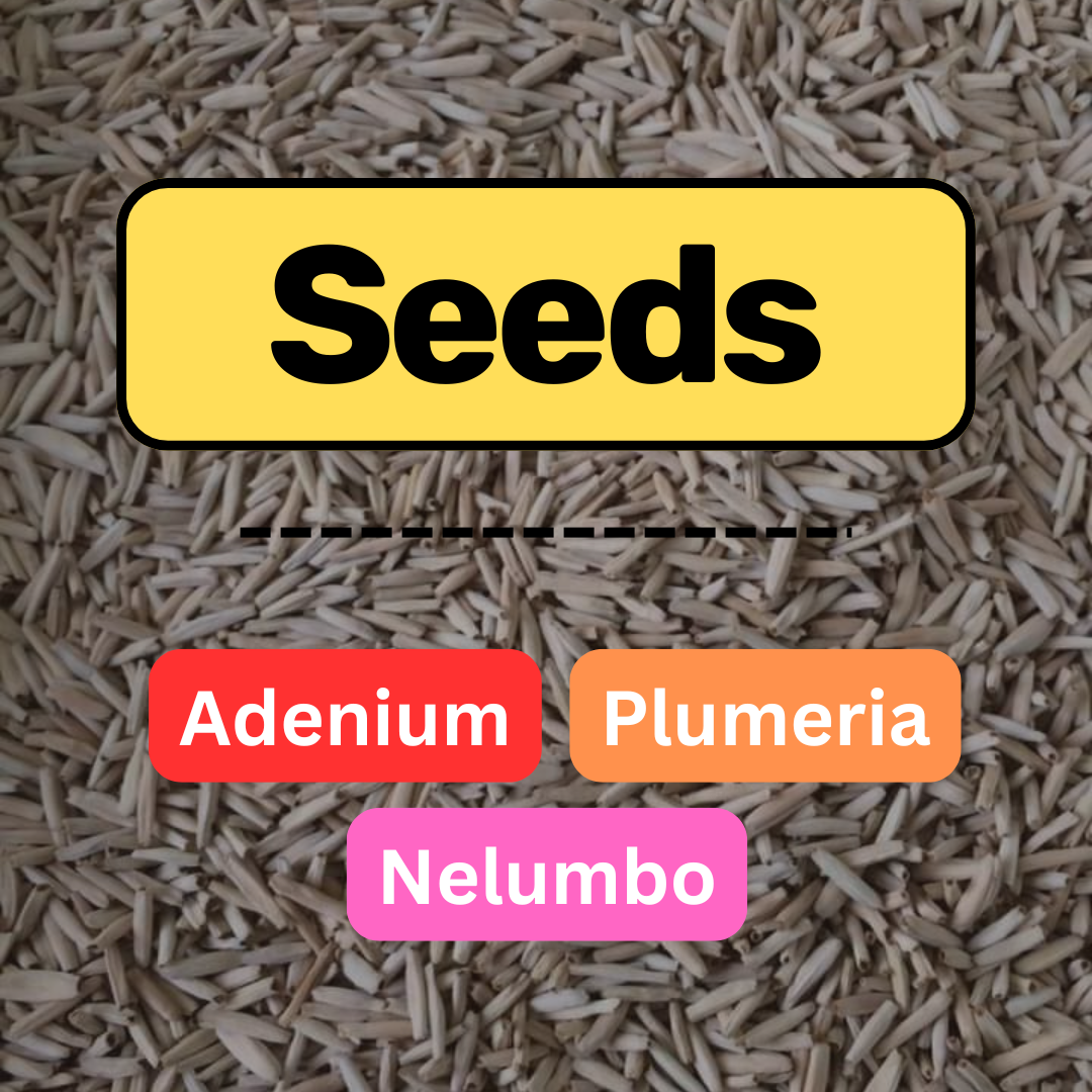 Adenium seeds for sale - Plumeria seeds - lotus seeds for sale 