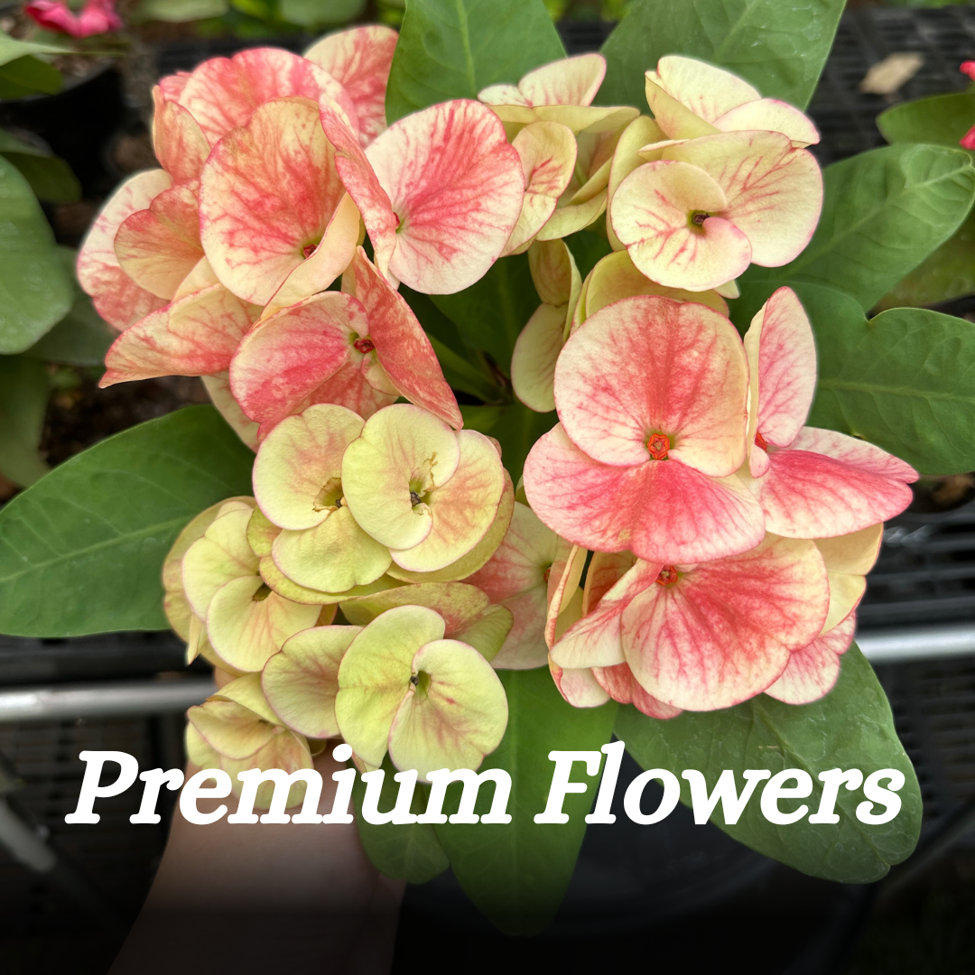 Crown of Thorns Premium Flowers Collection