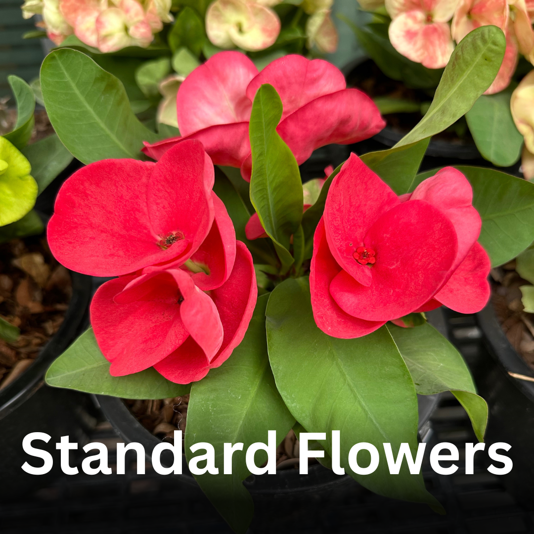 Euphorbia milii Standard Flowers