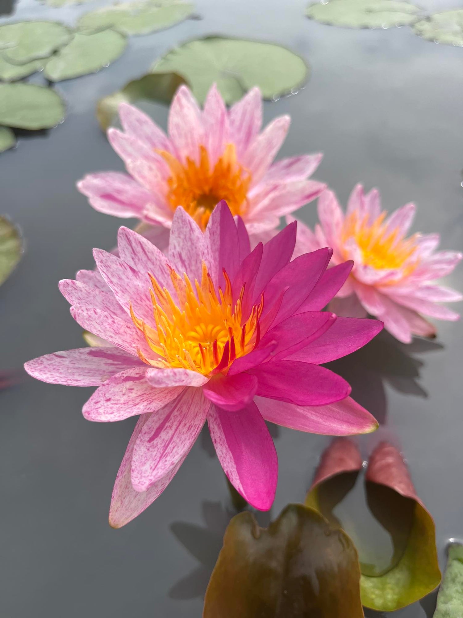 Water lily for sale from Thailand