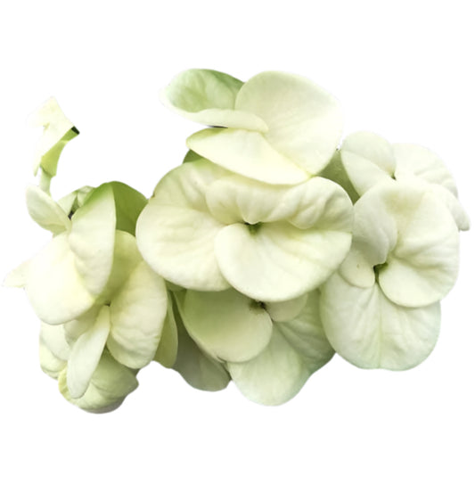 Euphorbia milii - Tweety