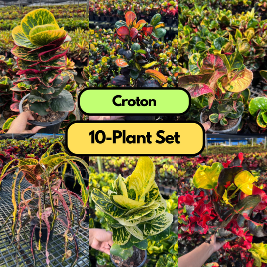 10 Croton Plants Thai variety Choose any 10 variety you want