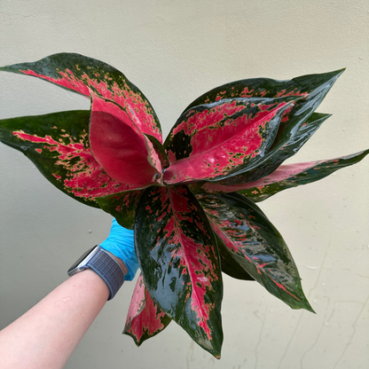 Rare Aglaonema from Thailand