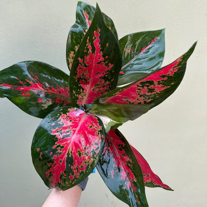 aglaonema lucky red plant Aglaonema Lucky Colors – PKP Garden