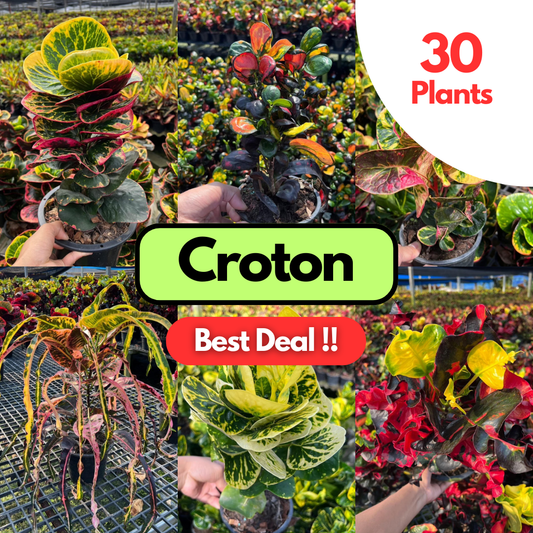 30 Croton Plants Thai variety Best deal