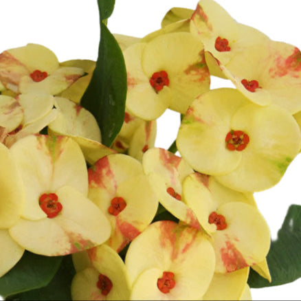 Euphorbia milii - NumChoke