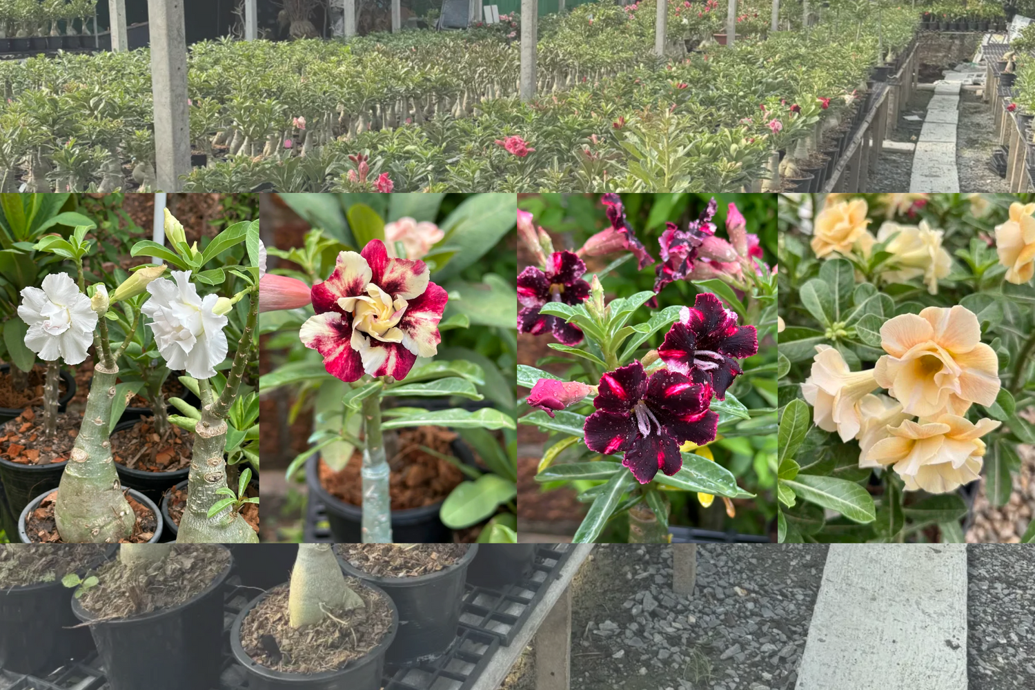 Adenium nursery with rare desert rose flowers
