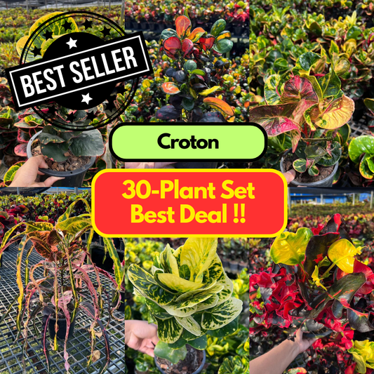 30 Croton Plants Thai variety Best deal
