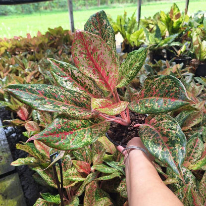 Aglaonema - 20 Karat