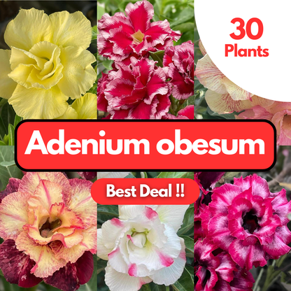 30 Adenium obesum Plants | Best Value !! | Choose any 30 colors you want