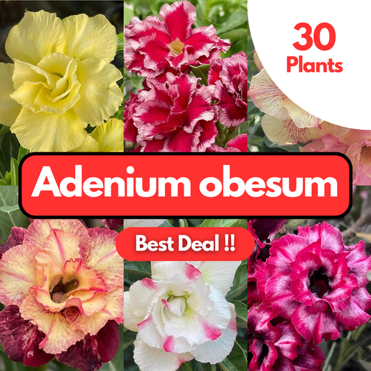 30 Adenium obesum Plants | Best Value !! | Choose any 30 colors you want