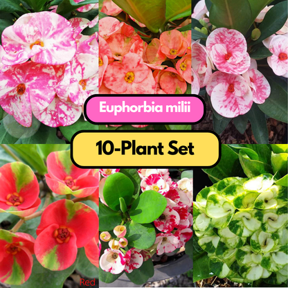 Euphorbia milii 10  plants set - choose any color you want