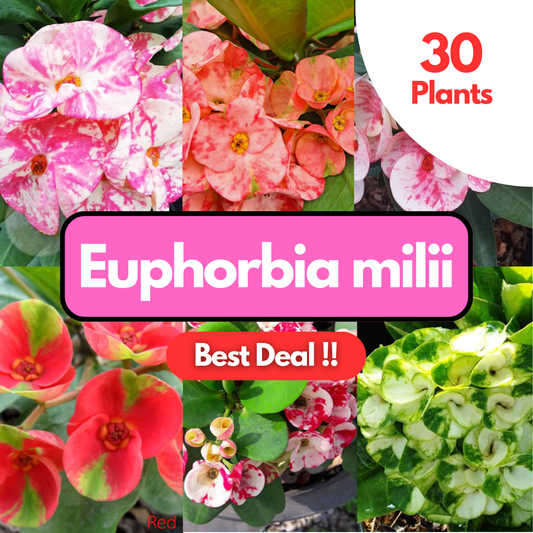 Euphorbia milii 30  plants set best value !!