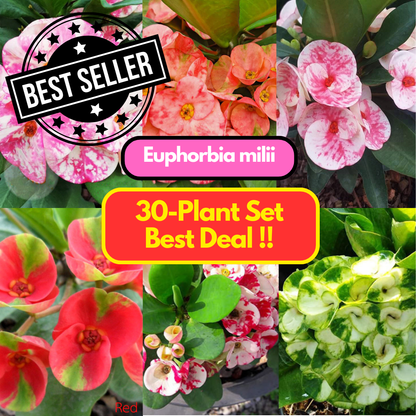 Euphorbia milii 30  plants set best value !!