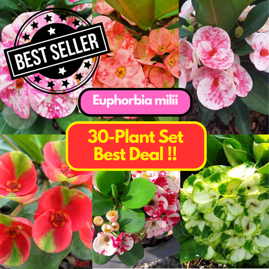 Euphorbia milii 30  plants set best value !!
