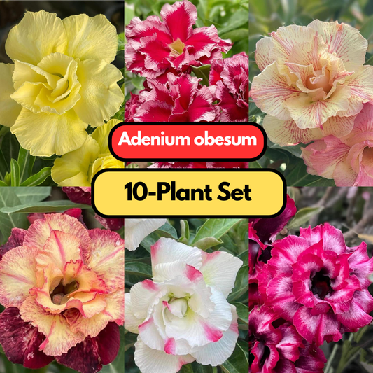 Adenium obesum 10 plants set choose any color you want