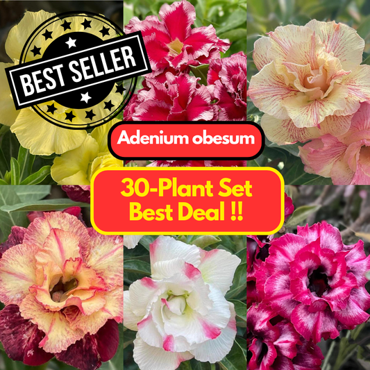 30 Adenium obesum Plants | Best Value !! | Choose any 30 colors you want