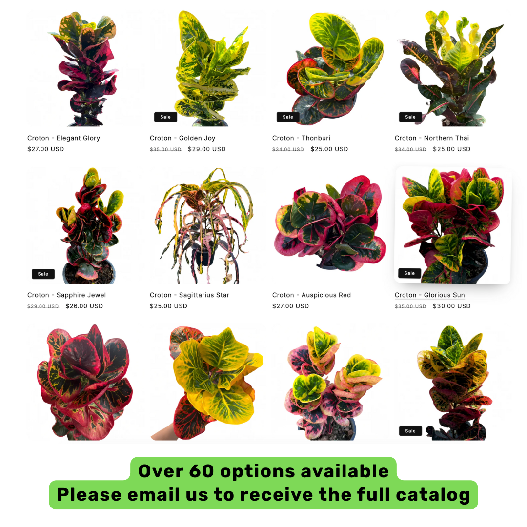 Croton plant thai variety