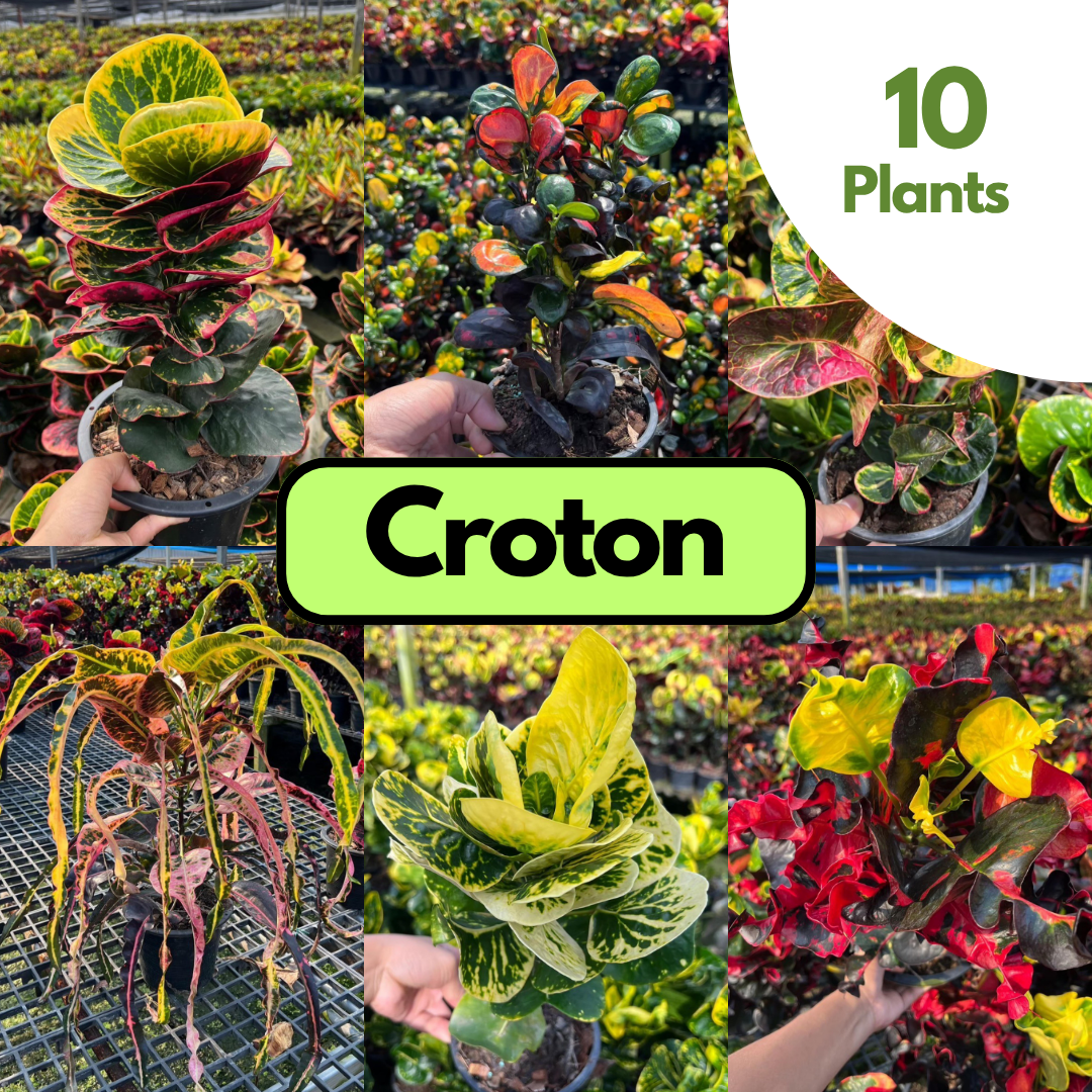 10 Croton Plants | Choose any varieties you want