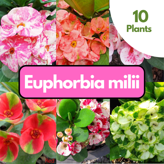10 Euphorbia milii Plants | Choose any colors you want