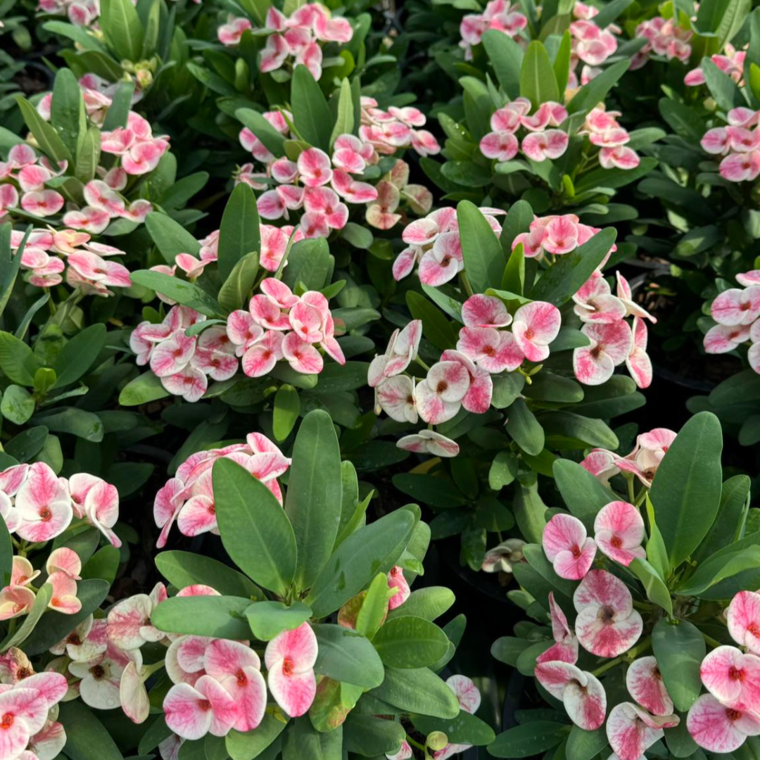 Euphorbia milii - Sweet Champion
