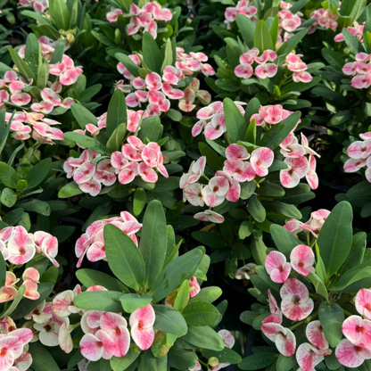 Euphorbia milii - Sweet Champion