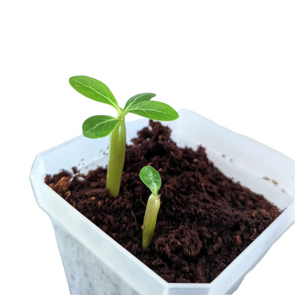 Adenium obesum (Single layer) Seeds – Free Pollinated