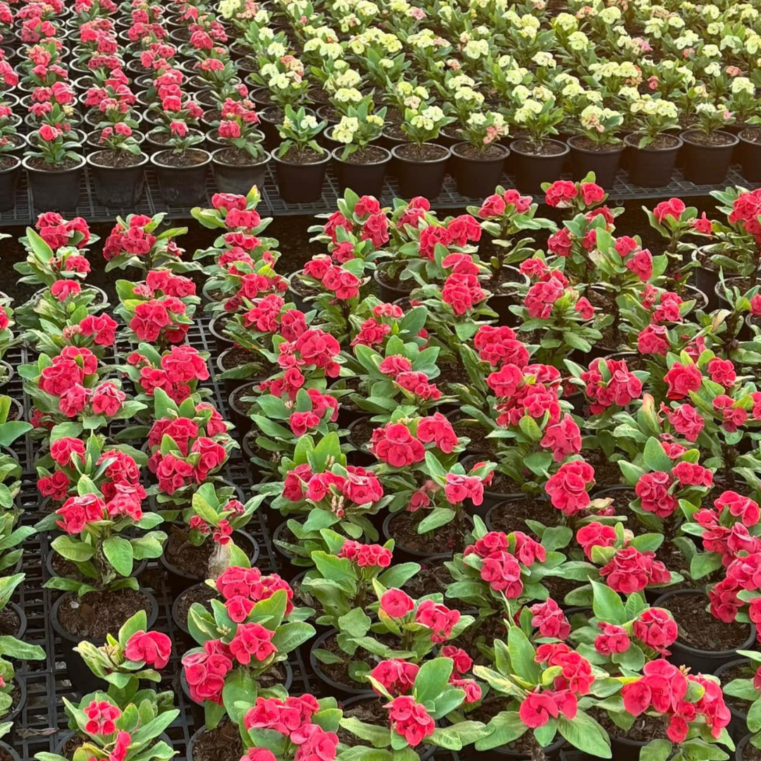 Explore our photo album of Thai Euphorbia Milii for sale — featuring unique Crown of Thorns (Thai Poysean) hybrids, carefully selected and grown in Thailand