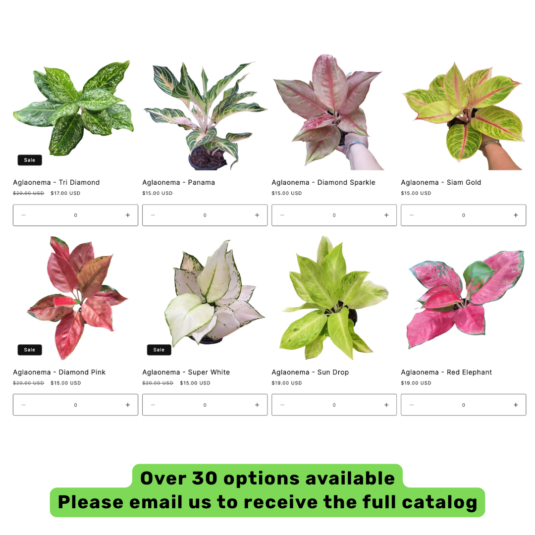 30 Aglaonema Plants | Best Value !! | Choose any 30 varieties you want