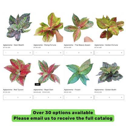 30 Aglaonema Plants | Best Value !! | Choose any 30 varieties you want