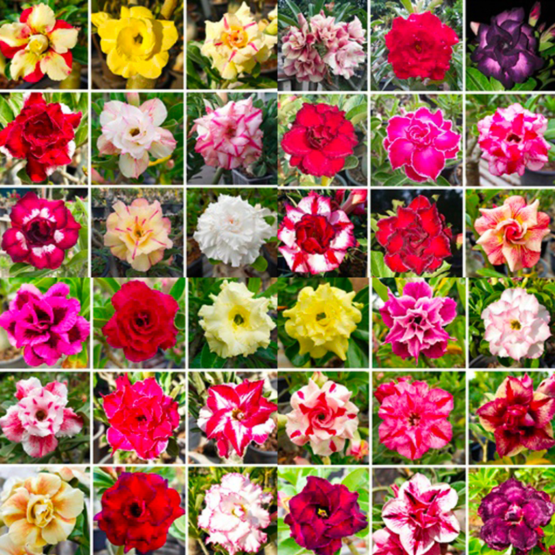rosy adenium seed,thai adenium seed,adenium seed for sale in thailand,adenium obesum seedling from thailand