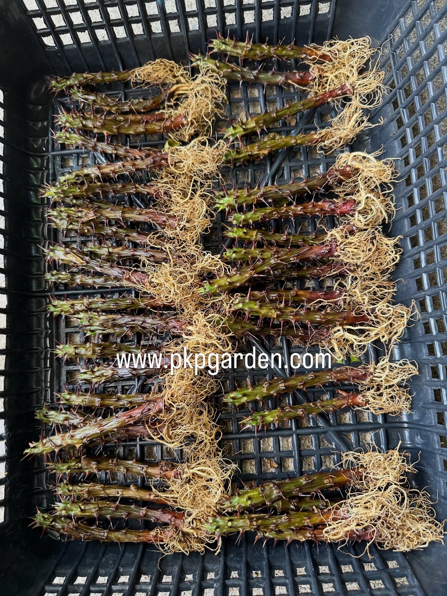 Crown of Thorns "Red ThaweeChoke" – Euphorbia milii – Thai Grown – Live Bare Root Plant