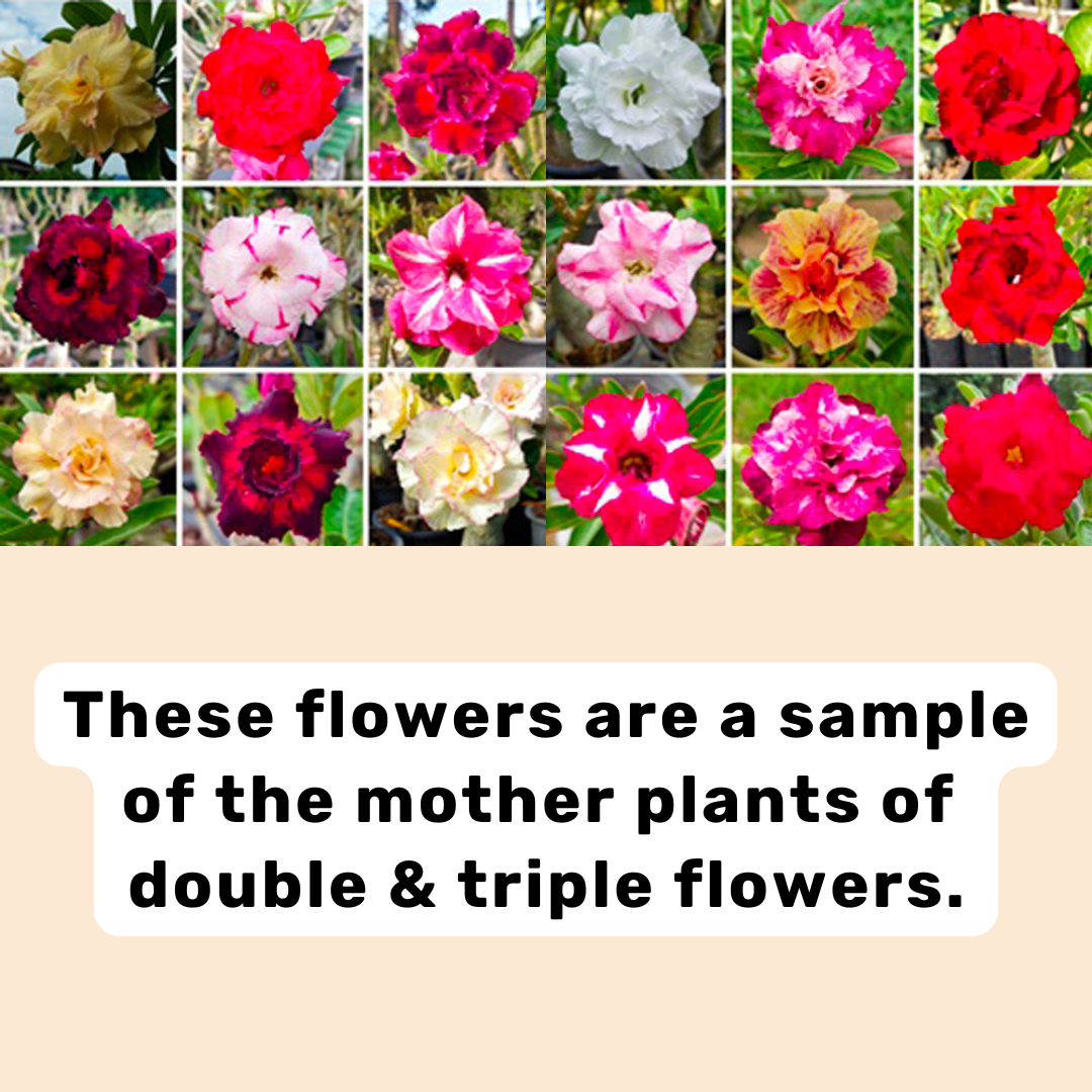 Adenium obesum (double & triple layers) Seeds – Free Pollinated