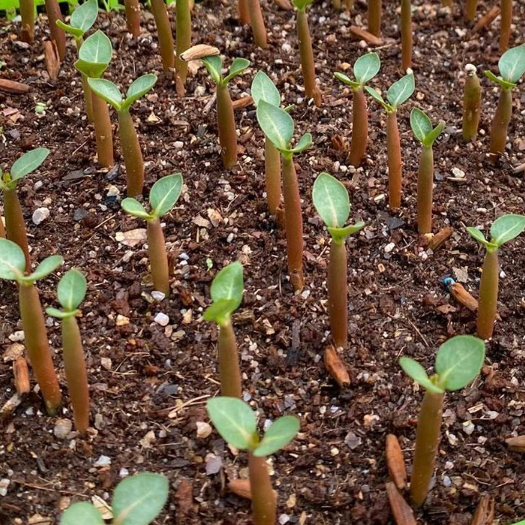 rosy adenium seed,thai adenium seed,adenium seed for sale in thailand,adenium obesum seedling from thailand