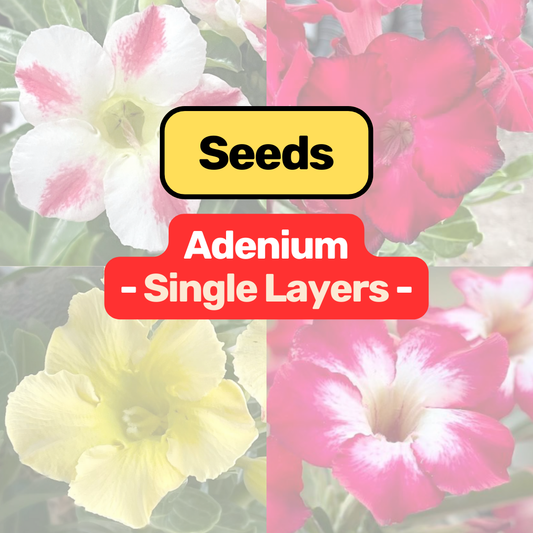 Adenium obesum (Single layer) Seeds – Free Pollinated