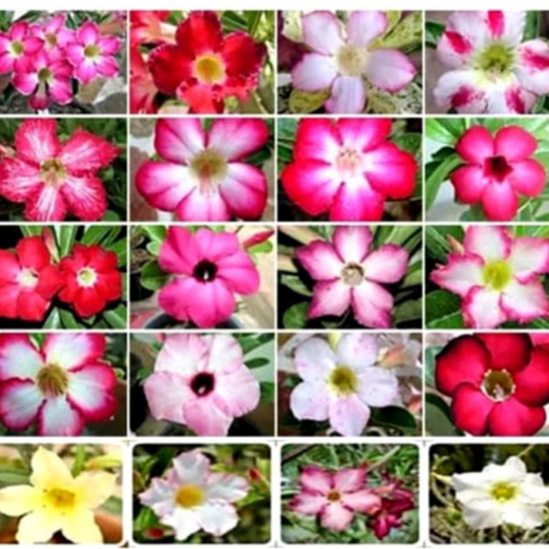 rosy adenium seed,thai adenium seed,adenium seed for sale in thailand,adenium obesum seedling from thailand