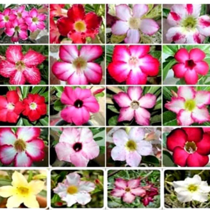 rosy adenium seed,thai adenium seed,adenium seed for sale in thailand,adenium obesum seedling from thailand