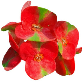 Euphorbia milii - Red millioniare